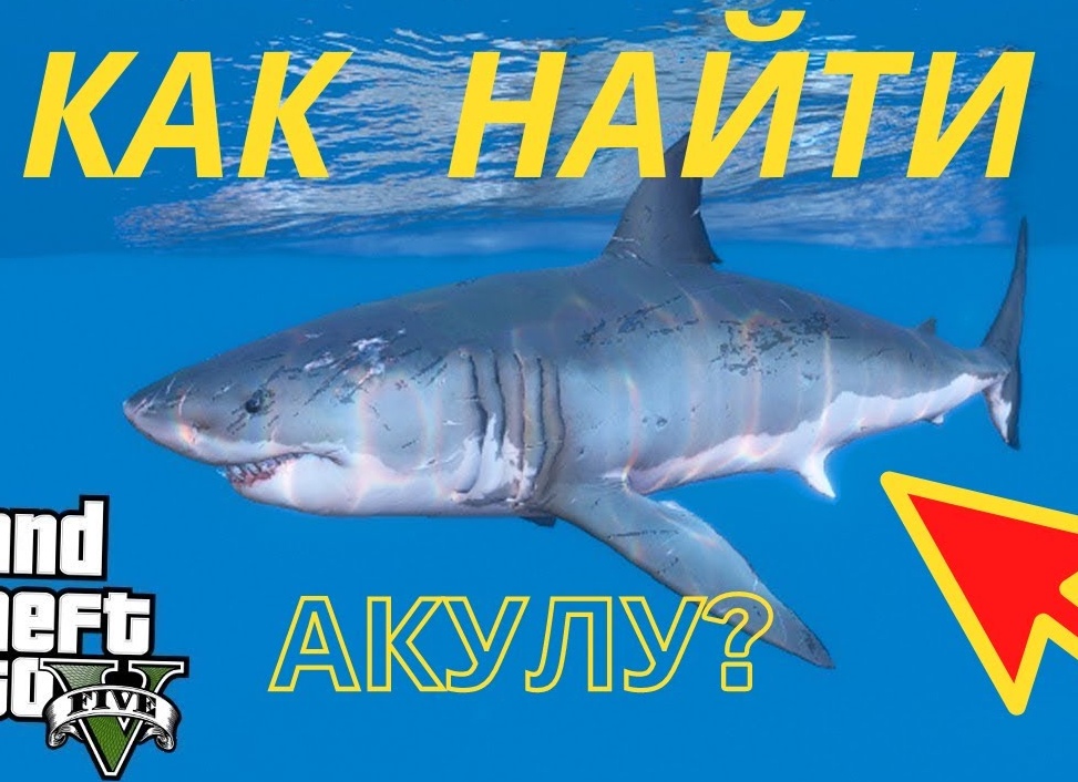 Как найти акулу